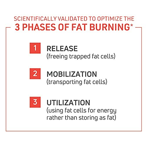 Diagram of three phases of fat burning: release, mobilization, utilization.