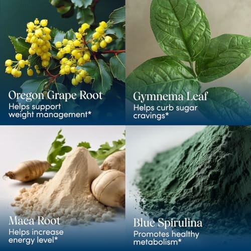 Four herbal supplements with benefits: Oregon Grape Root for weight management, Gymnema Leaf for sugar cravings, Maca Root for energy, Blue Spirulina for metabolism.