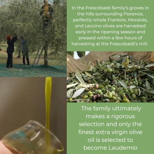 Olive harvest and oil production by Frescobaldi family.